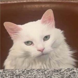 Bundle for Liz 17lbs